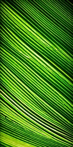 palm leaf's shadow, green background, texture, gold line