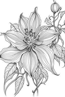 coloring book image of clematis