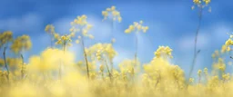 blue sky for top half, across Middle is canola flowers with canola stems branches and leaves below, realistic