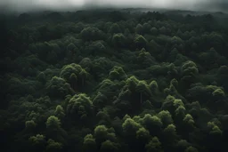 forest jungle overcast dark view from above