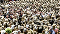 large crowd of people all with sheep heads