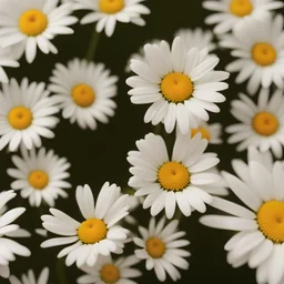 Studio Shot of White Colored Daisy Isolated on White Background