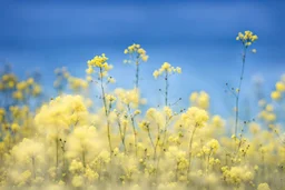 bottom is detailed canola in full bloom with side branches, top is sky, photography, darken stems compared to reference