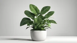 3d illustration of houseplant potted isolated on white background
