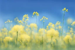 clear blue sky for top half, the rest is green canola plants with yellow flowers