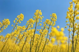 clear blue sky for top half, across Middle is canola flowers with green canola stems branches and leaves below, rapeseed sharp focus, realistic