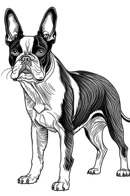 coloring full body outline image of Boston Terrier Dogdog white background, fine line, thin pencil lining