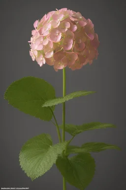 an isolated translucent hydrangea plant, 3d render, art nouveau style, ultra realistic, masked transparent flat background, backlight, popular on sketchfab, pixelsquid, 8k, volumetric lighting, super focused, no blur, trending on artstation, octane render, ultra detailed, hyperrealistic, by artgerm and alphonse mucha