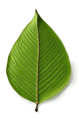 Organic leaf