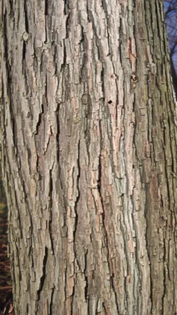 fill composition edge to edge with texture of bark from an elm tree