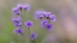 Small purple flowers, close-up, blurred background 4K,
