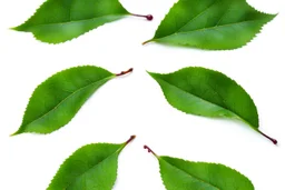 plum-cherry leaves on white background, stock image