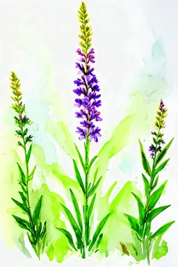 Linaria vulgaris flower watercolor wet and wet