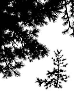 spruce/pine tree silhouette, isolated, black on white