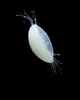Realistic photo in natural style of a completely white gypsum plankton seen from the side on a black background