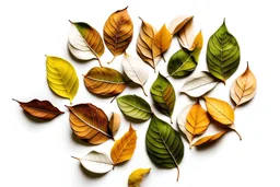 Leaves stacked on top of each other on a white background and seen from above