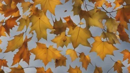 sycamore leaves , autumn