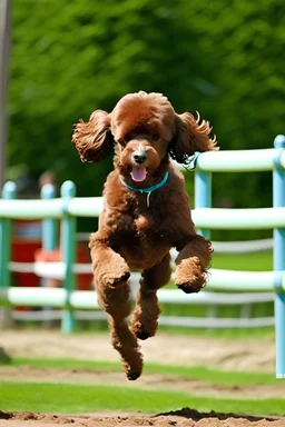 whole brown poodle jumping thru agility obstacles