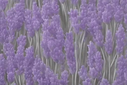 Lavender flower concept