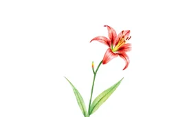 Western Red Lily plant, watercolor on white background, vignette