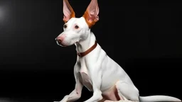 Ibizan Hound