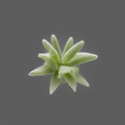 tiny delicate long stem flower bud, beautiful composition, centered in frame, pastel colors, plain solid color, photorealistic, chiaroscuro, aesthetic layout, monochrome pantone, minimalist photography, hyper realistic, octane render, minimalist art