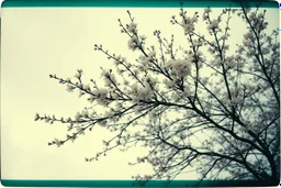 Melancholic, ultra-realistic vintage polaroid photograph of a blossoming branches of a tree, soft light of a cloudy sky, atmosphere of quiet sadness and timeless beauty, cinematic, hyper-detailed, emotional and mesmerizing, bloom, lo-fi