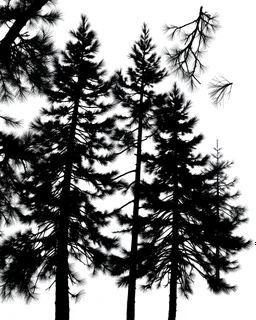 spruce/pine tree silhouette, black on white detailed