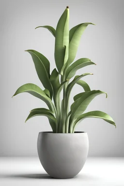 Decorative banana plant in concrete vase isolated on white background. 3D Rendering, Illustration.