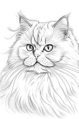 persian cat outline drawing
