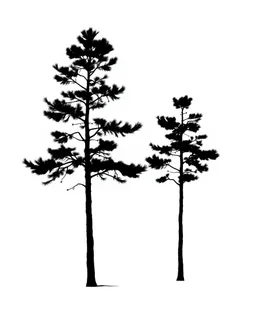 2 isolated spruce/pine tree silhouette with ground shadow, stylized black on white clipart