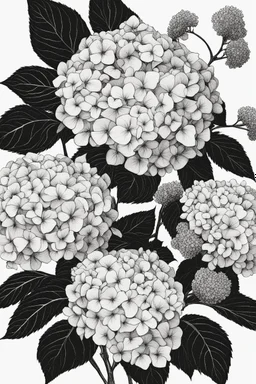 outline art of Hydrangeas only black and white, no colour , White background. sketch style, clean line art, white background, no shadow and clear, no people, no colour, for book