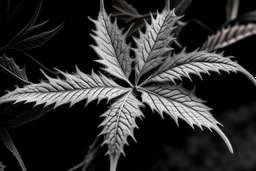 CANABIS LEAF STOCK IMAGE BLACK AND WHITE