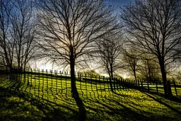 Sunny day, trees, and fence, photography, hyperdetailed, 4k