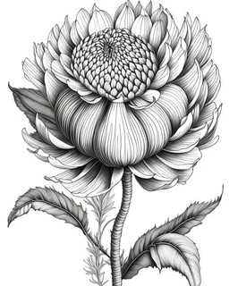 real massive only Protea flower, coloring page, no leaves, full body (((((white background))))), only use an outline., real style, line art, white color, clean line art, white background, Sketch style