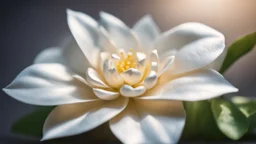 Jasmine flower, shiny paper, beautiful, exciting details, and a fantastical sister.Canon EOS Nikon D850.Cinematic shot with soft depth of field