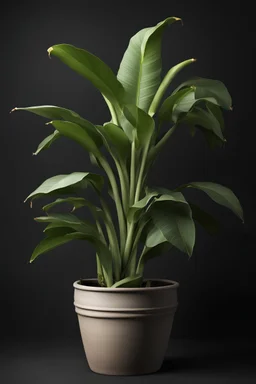 Potted banana plant isolated on। black background