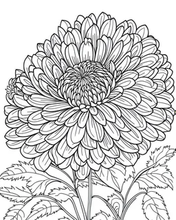 real massive Chrysanthemum flower coloring page