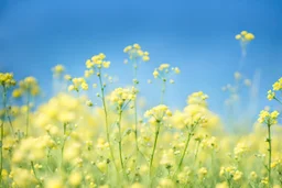 bottom is detailed canola in full bloom with side branches, top is sky, photography,