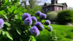 lilacs around the convent