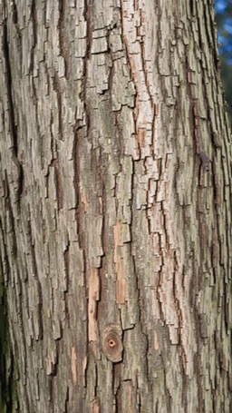 fill composition edge to edge with texture of bark from an elm tree