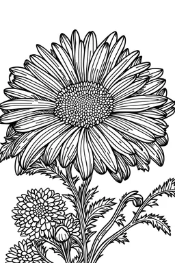 Pyrethrum flower coloring page