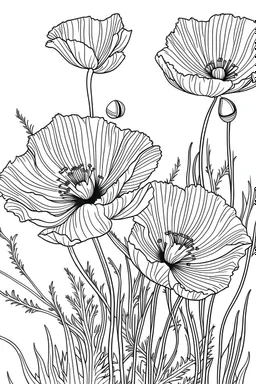 California poppy coloring page