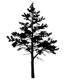 isolated spruce/pine tree silhouette, black on white clipart