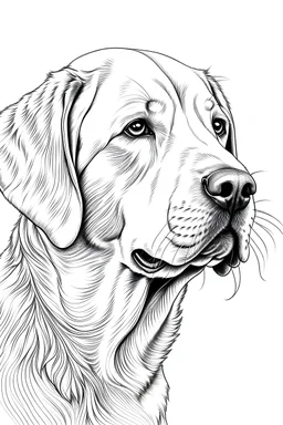 coloring image of Labrador Retriever white background