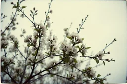 Melancholic, ultra-realistic vintage polaroid photograph of a blossoming branches of an apple tree, soft light of a cloudy sky, atmosphere of quiet sadness and timeless beauty, cinematic, hyper-detailed, emotional and mesmerizing