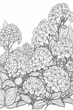 Outline art for coloring page, GARDEN OF STYLISH HYDRANGEA FLOWERS, coloring page, white background, Sketch style, only use outline, clean line art, white background, no shadows, no shading, no color, clear