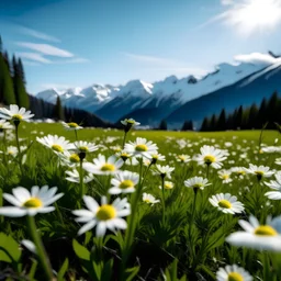 Vista en primer plano de un campo de margaritas blancas sobre un fondo de Alpes suizos, con cielo celeste, con una paleta de colores brillantes y contraste fuerte, tipo fuyifilm, luz solar de mediodía, y ambiente de comienzos de primavera pero con clima aún frío.