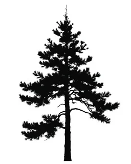 sprice/pine tree silhouette, black on white detailed