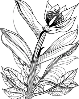 real massive Bird of Paradise flower coloring page